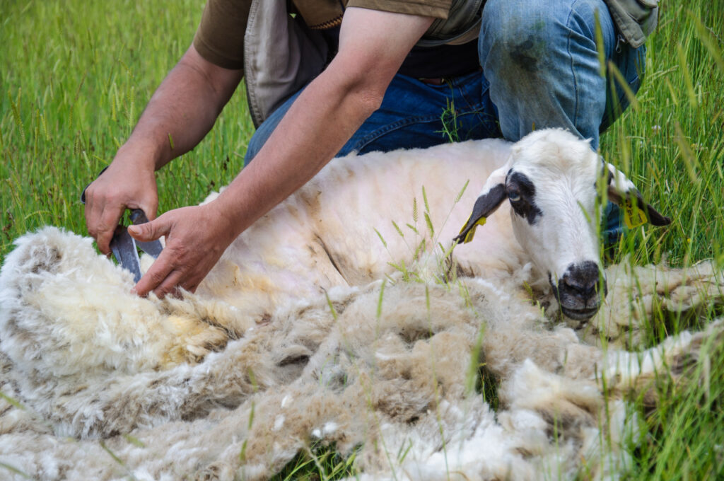 Sheep Shearing Equipment Market
