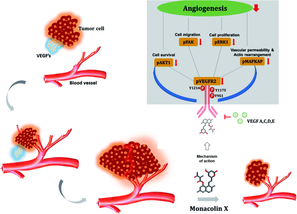 Angiogenesis Assays Market