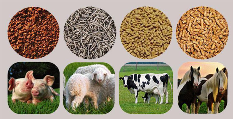 Animal Feed Additive Market