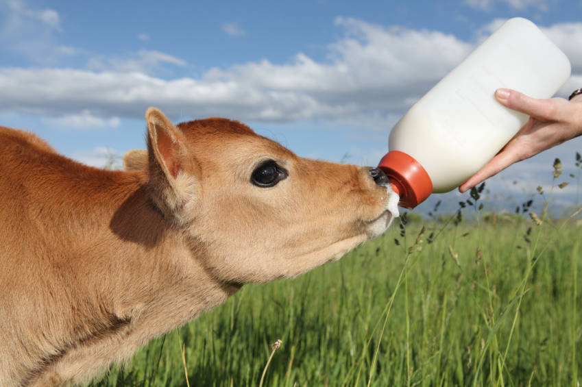 Calf Milk Replacers Market 