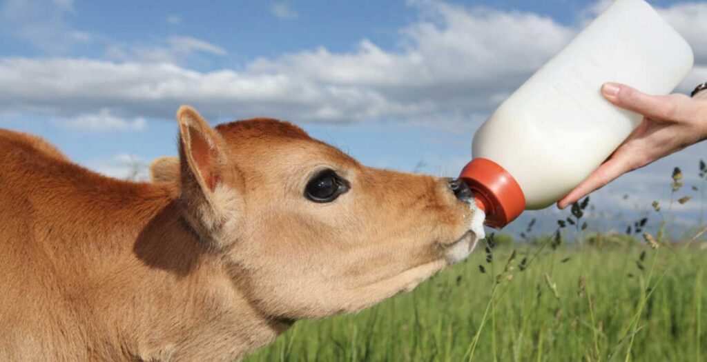 Calf Milk Replacers Market