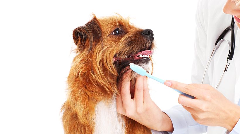 Pet Oral Care Market