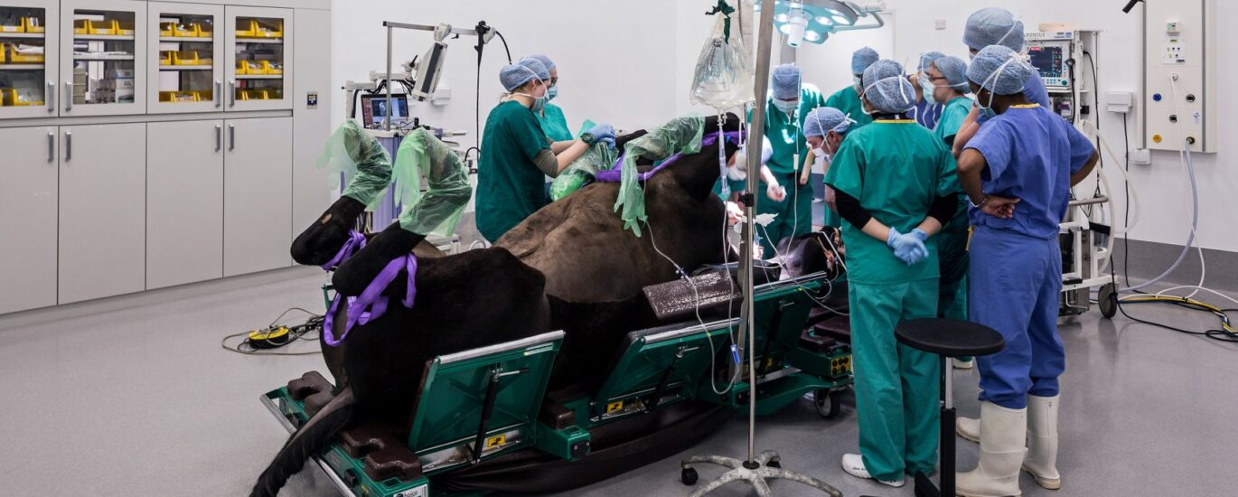 Global Equine Veterinary Therapeutics Industry