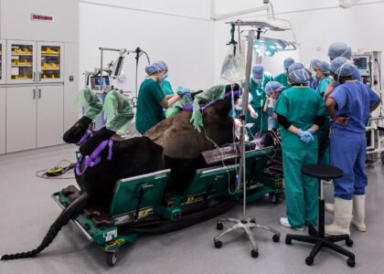 Global Equine Veterinary Therapeutics Industry