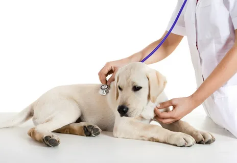 Global Veterinary Biologics Market