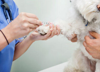 Global Veterinary Point Of Care Diagnostics Industry