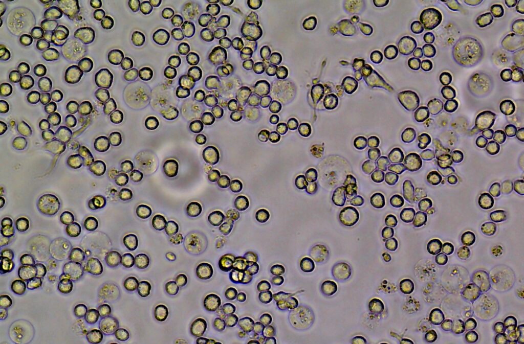 Insect Cell Lines Market