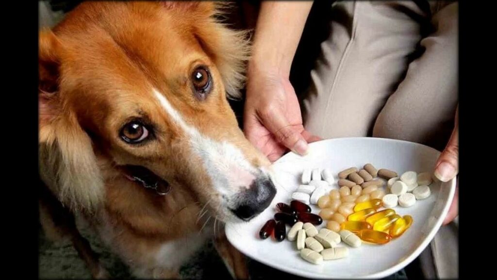 Pet Food Supplements Market