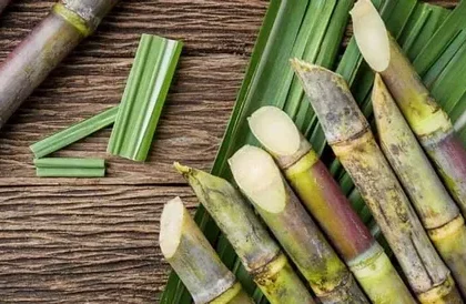 Sugarcane Packaging Market