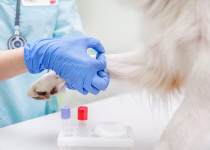 Global Veterinary Molecular Diagnostics Industry