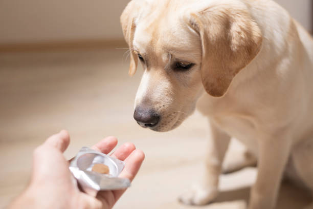 United States & Canada OTC Pet Nutritional Supplements Market