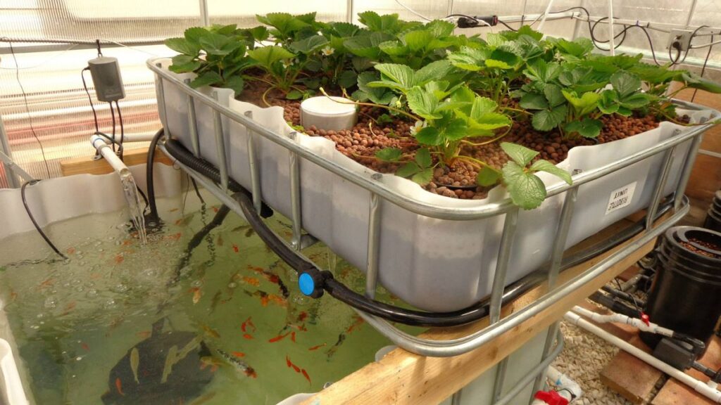 Aquaponics Market 