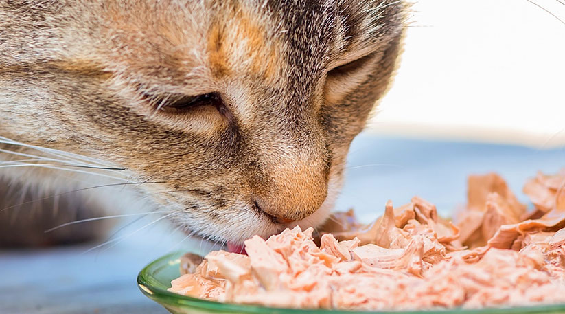 Cat Food Market