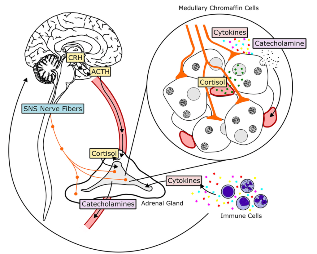Catecholamine Market