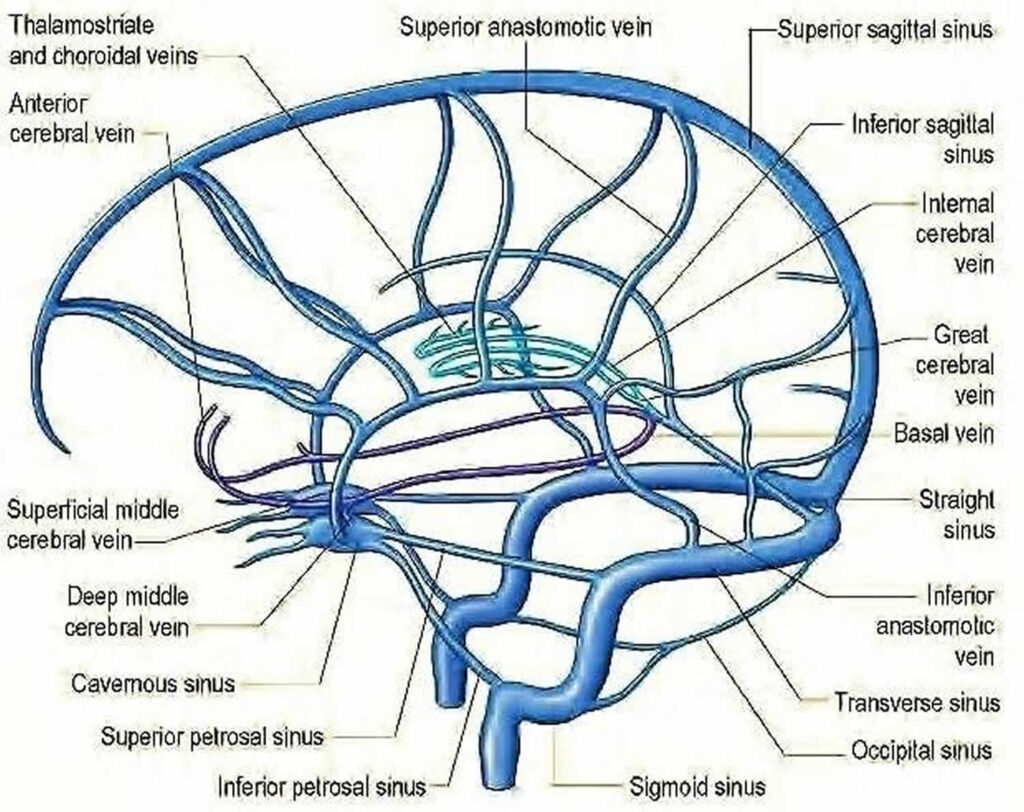 Cerebral Vein Thrombosis Treatment Market