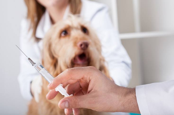 Companion Animal Vaccines Market