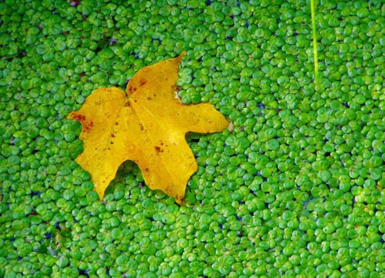 Duckweed Market