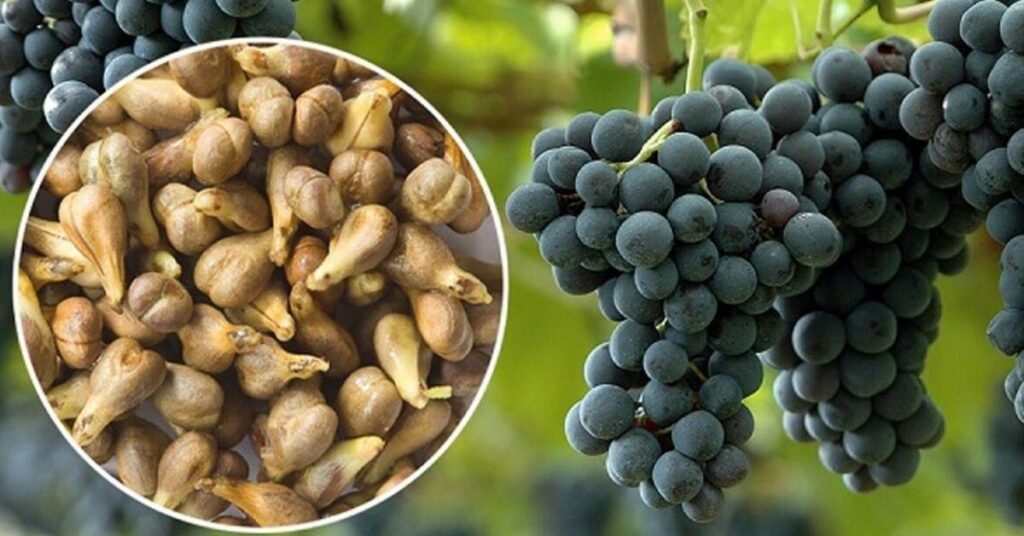 Grape Seed Extract Market in Pet Food 