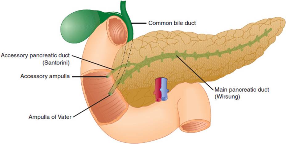 Pancreatic Elastase Testing Market