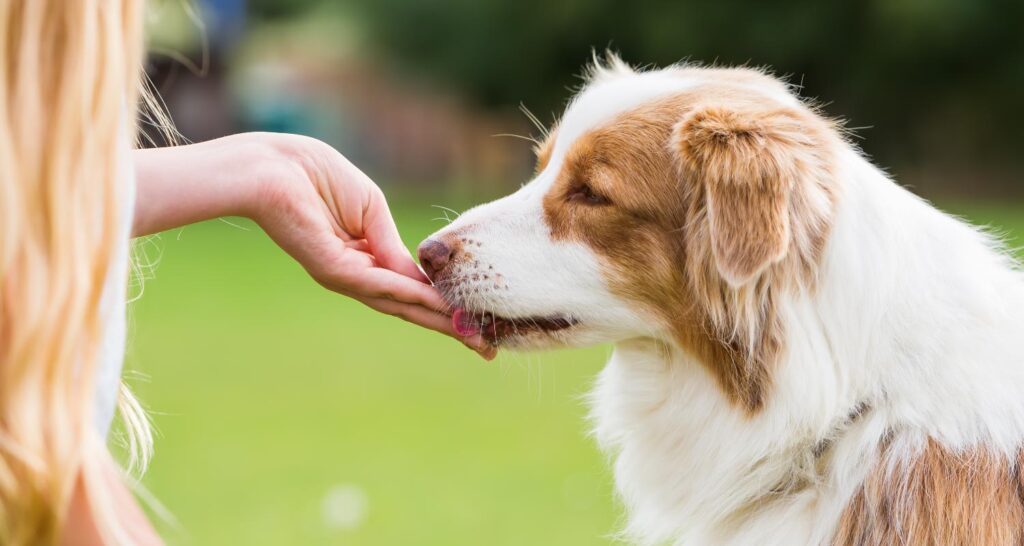 Pet Treat Market