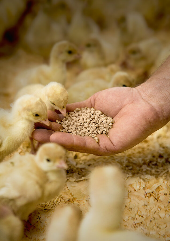 Poultry Feed Market