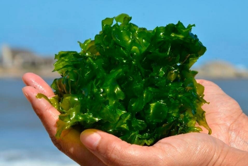 Seaweed Hydrocolloid Market 