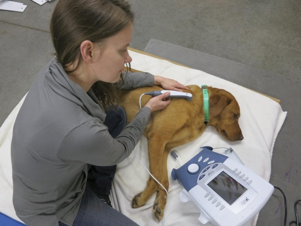 Veterinary Lasers Market