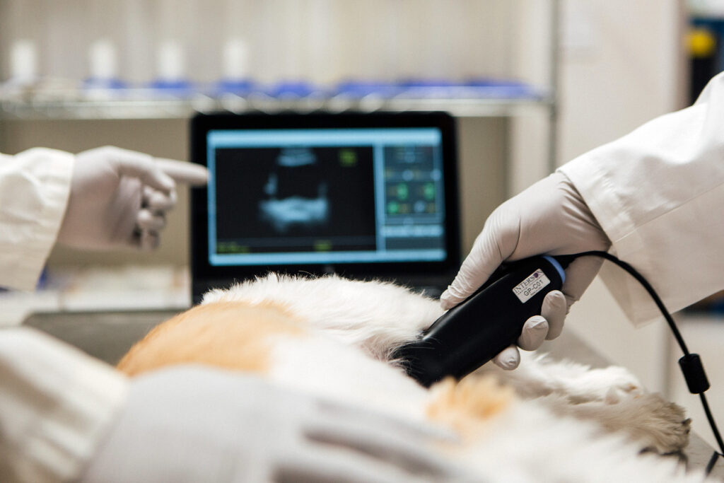 Veterinary ultrasound scanner market