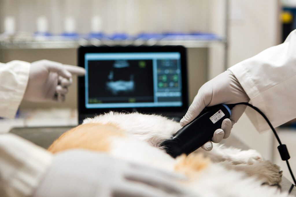 Veterinary Ultrasound Scanner Market