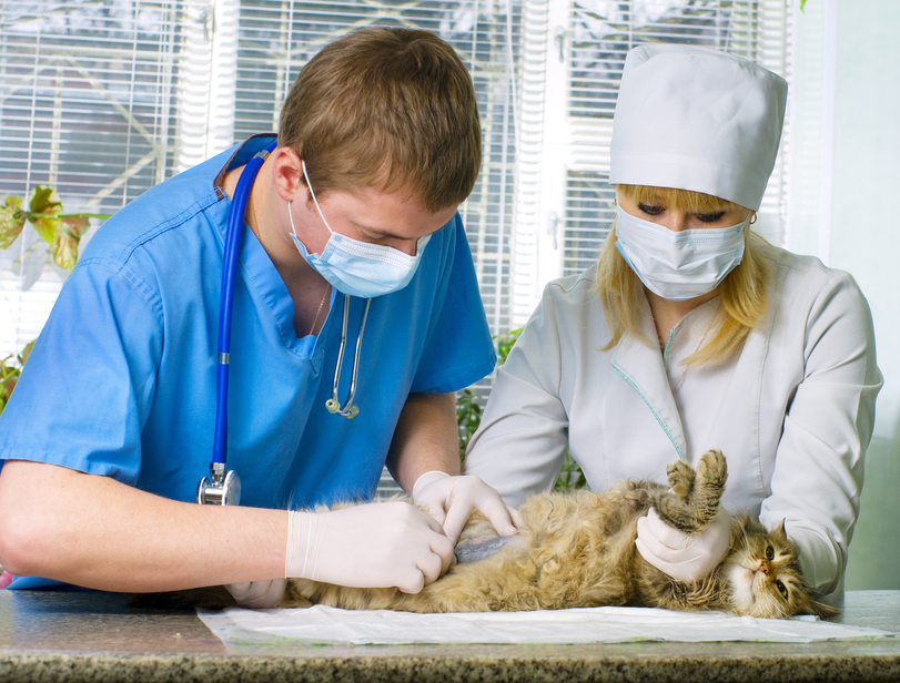 Veterinary Wound Cleansers Market