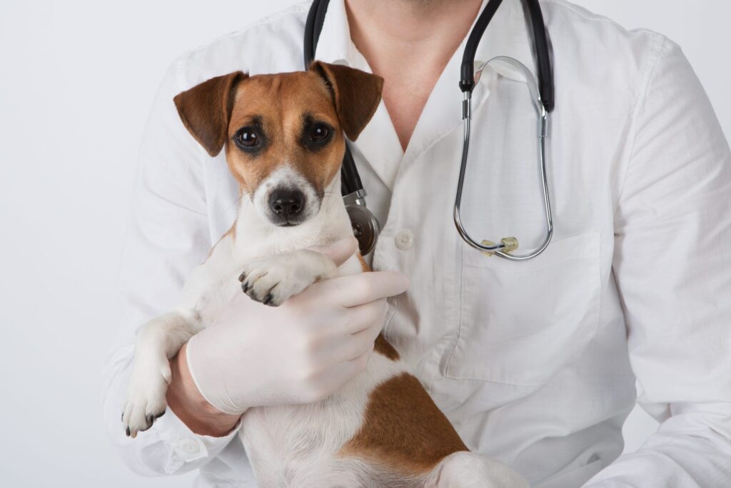 Veterinary Antibiotics Market