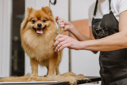 United Kingdom Pet Grooming Market