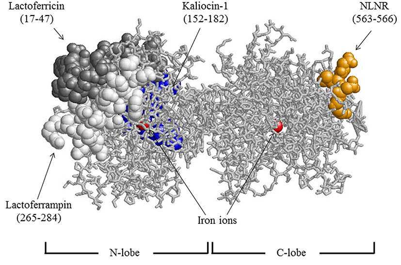 Bovine Lactoferrin Market