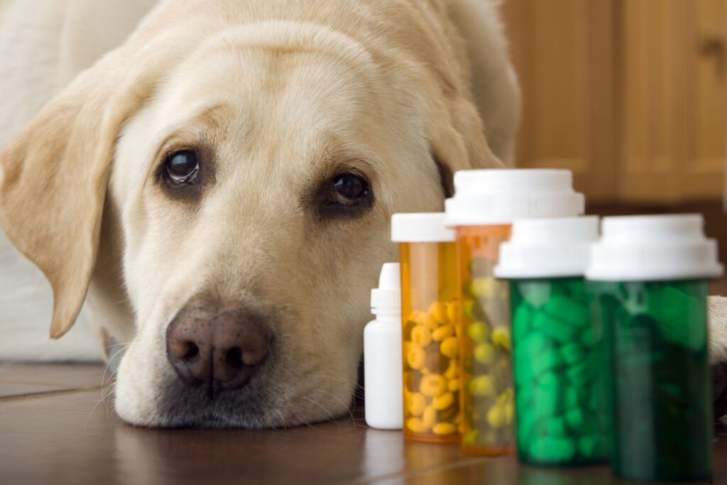 Global Companion Animal Drugs Industry