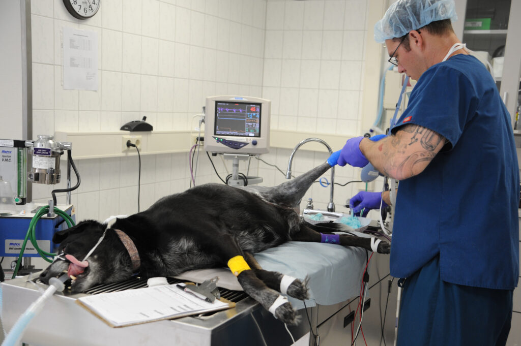 Veterinary Electrosurgery Market Veterinary Electrosurgery Market