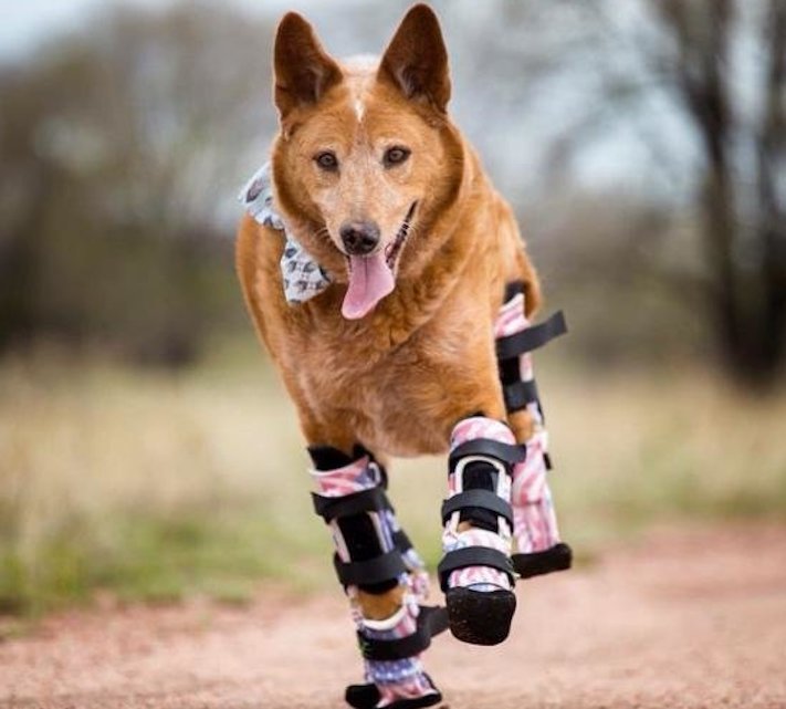 Global Veterinary Orthotics-Prosthetics Industry