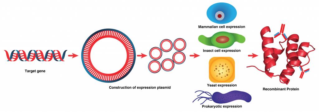 Mammalian Transient Protein Expression Market