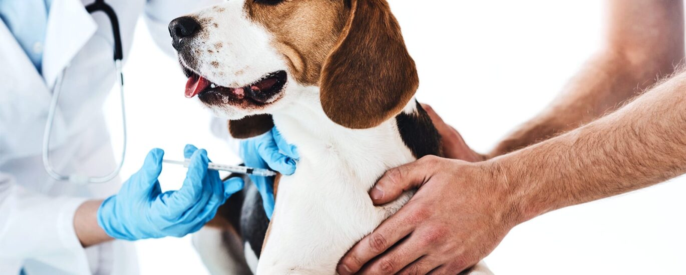 Veterinary Vaccines Market