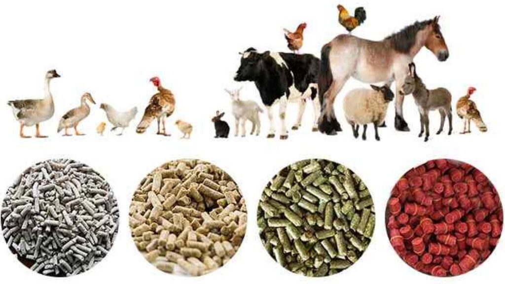 Animal Feed Additive Market