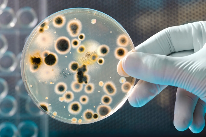 Mycoplasma Plate Antigens Market