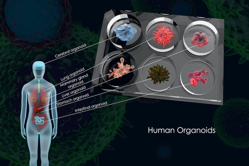 Organoids Market