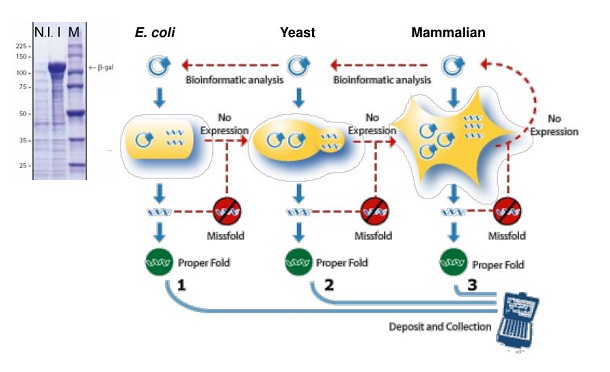 Protein Expression Technology Market