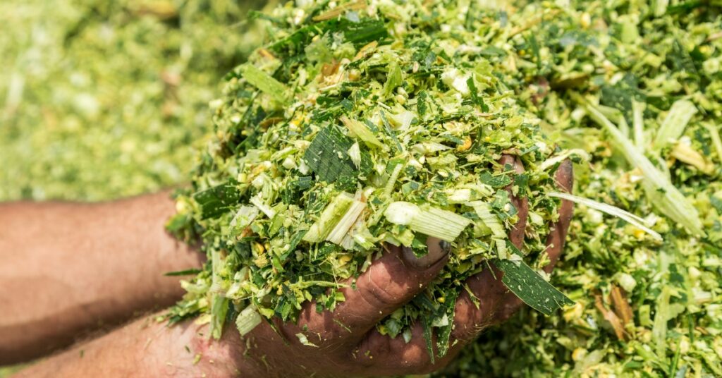 Silage Inoculants and Enzymes Market