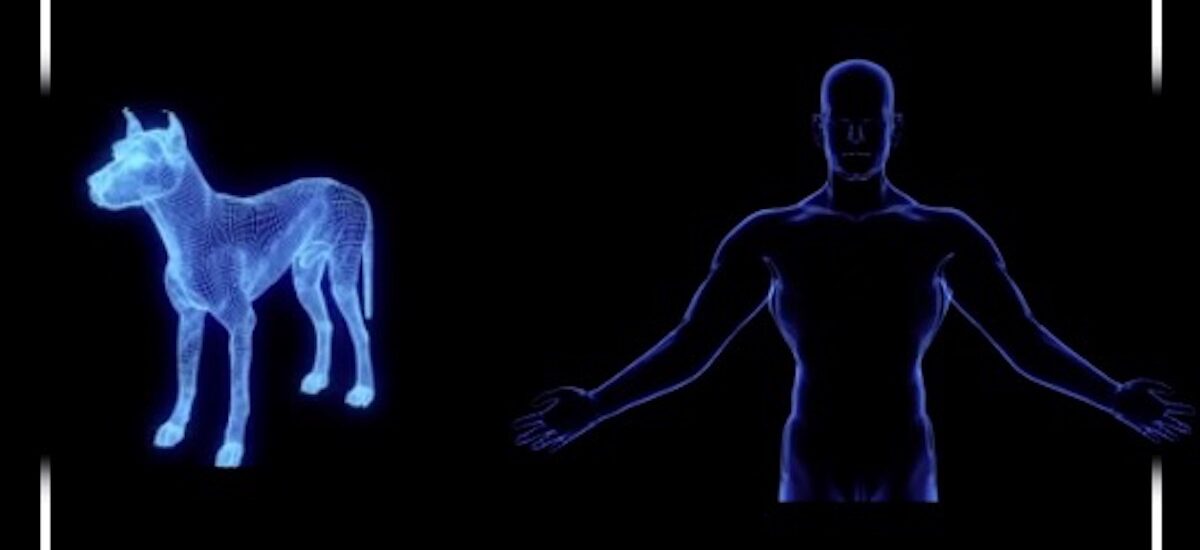 Biosimulation Market