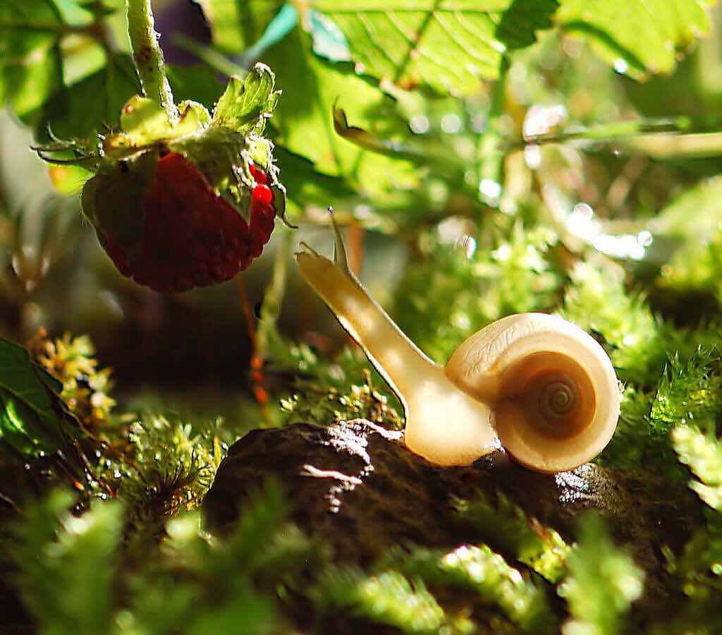 Molluscicide Market Outlook