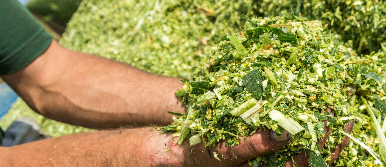 Silage Additive Market