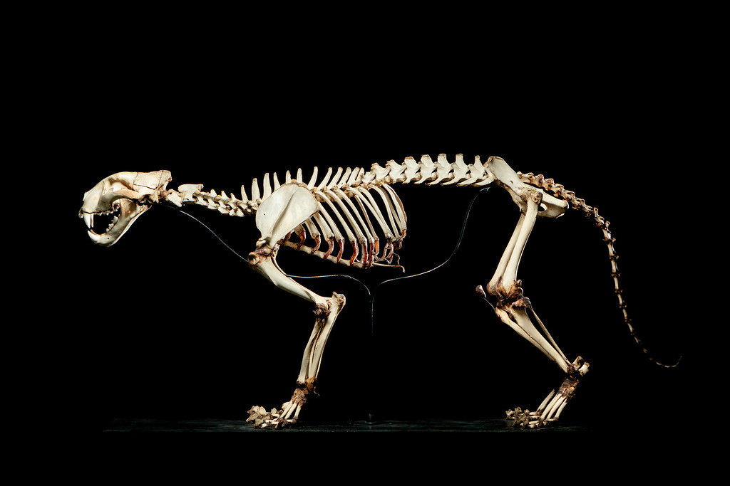 USA Animal Model Market