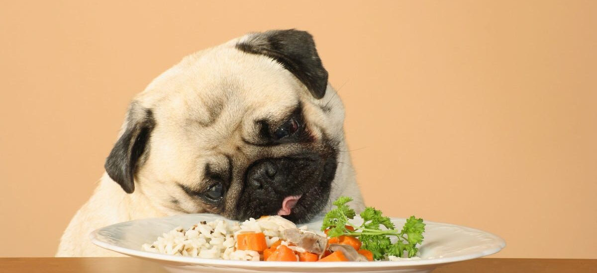 Vegan Dog Food Market