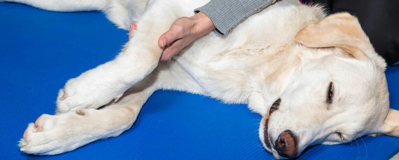 Canine Arthritis Treatment Market