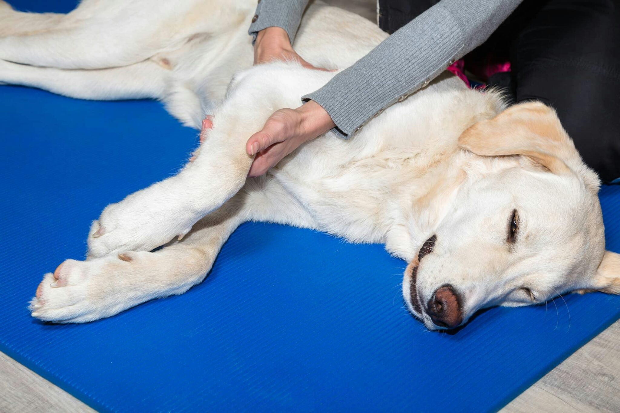 Global Canine Arthritis Treatment Market Poised for Significant Growth